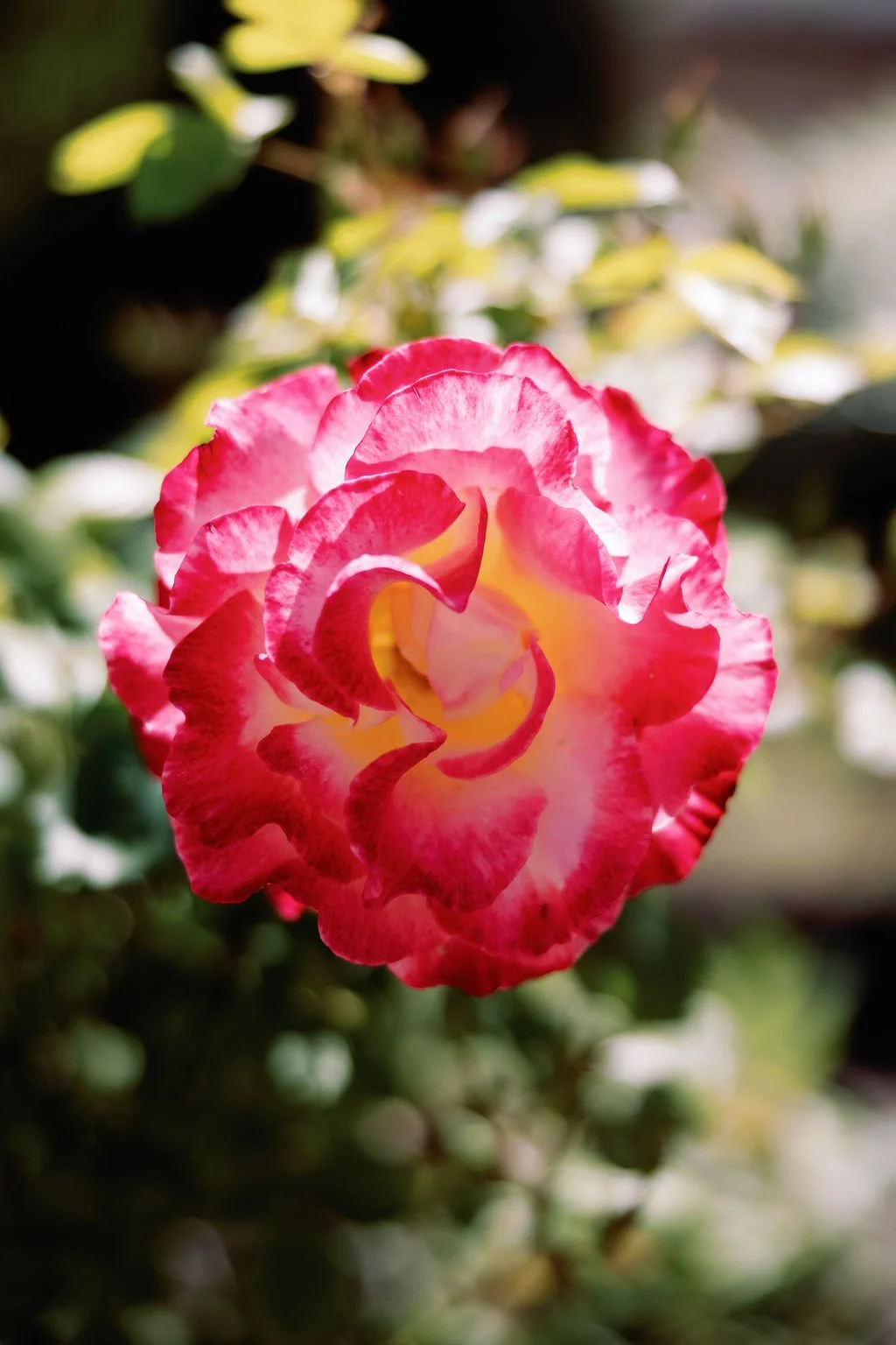 AmandaandRichardWedding-1001.jpg