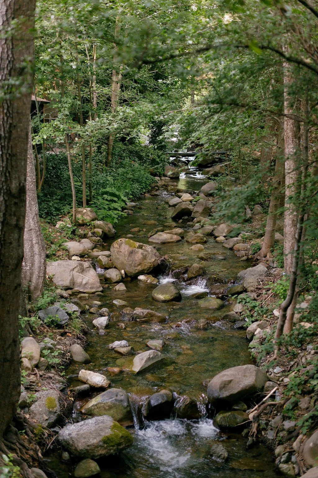 bay area stream