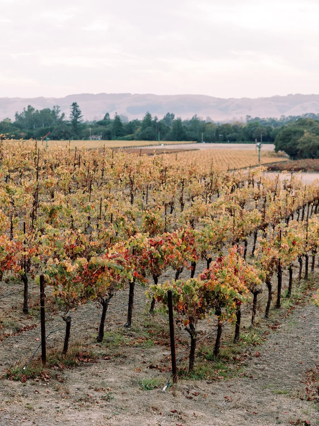 fall in sonoma
