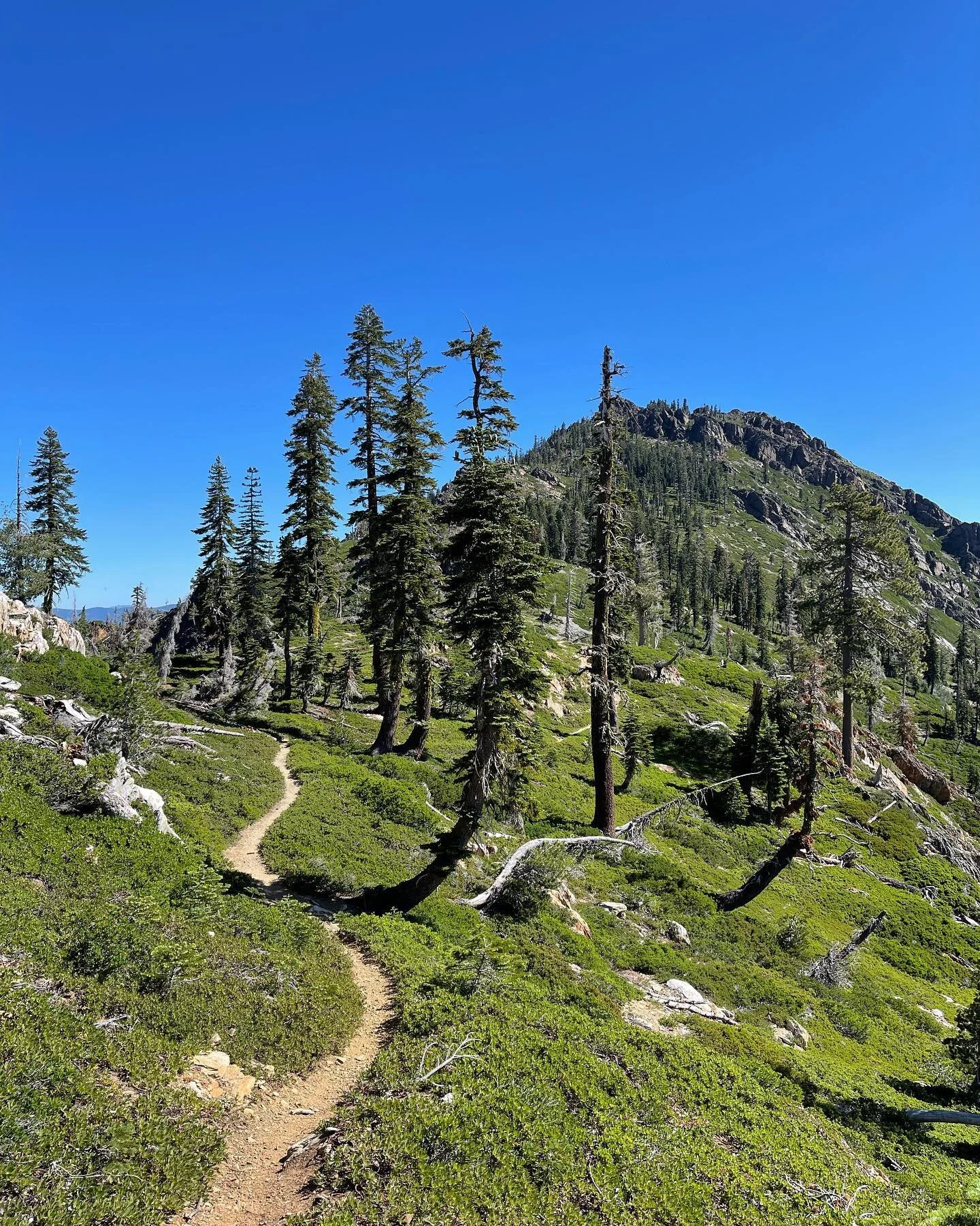 I give up.  It&rsquo;s too good&hellip;. 

#lostsierra #summervibes #singletrack #wounderlust #allday #somewhere #backyardplayground