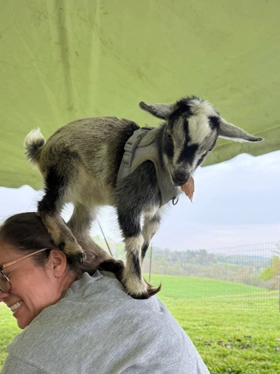 A small goat standing on a woman's shoulder. The woman is smiling and wearing glasses, with a background of a green field and cloudy sky.