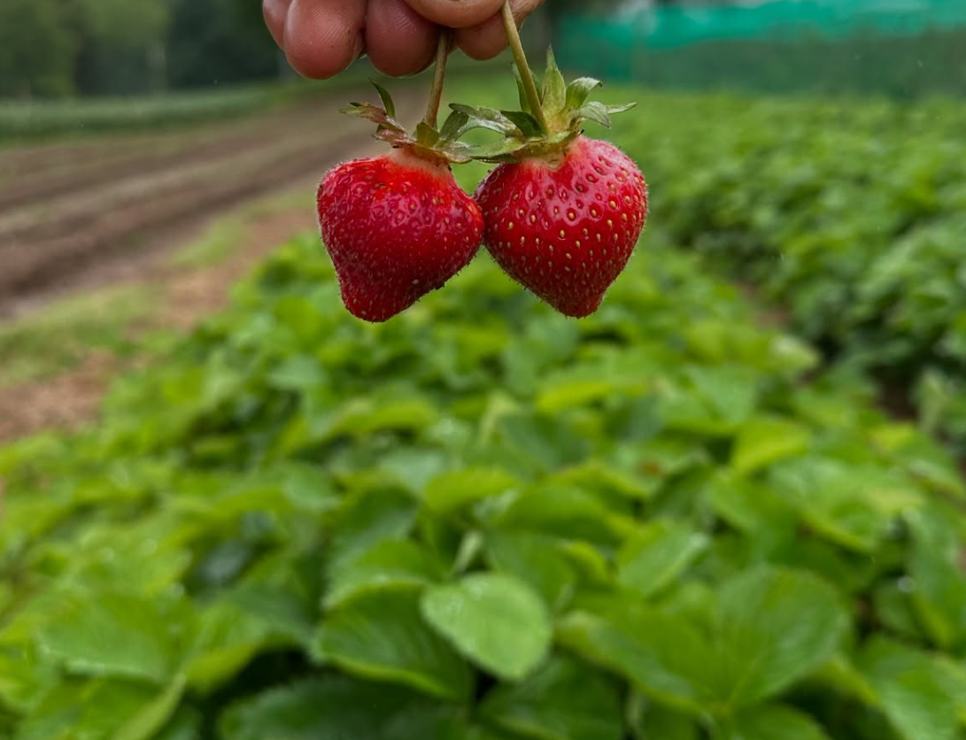 Close-up of a person holding two ripe strawberries by their green stems in a strawberry field.