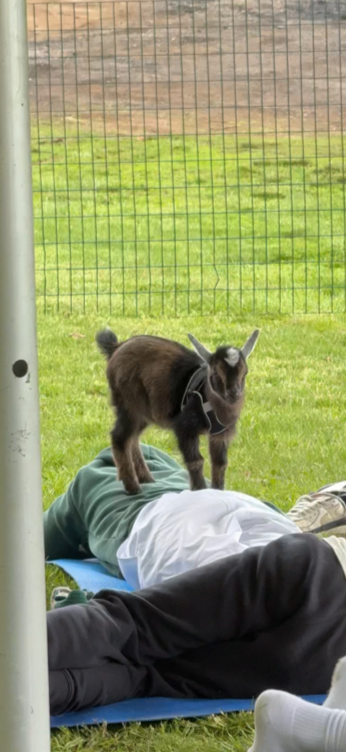 A small black and gray goat standing on a person's stomach, who is lying on a blue mat outdoors on grass, with a wire fence and grassy area in the background.