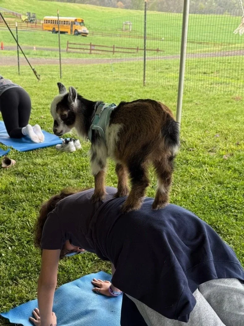 A young goat standing on a person's back as they do a push-up on a blue exercise mat outdoors with a grassy field and a yellow school bus in the background.
