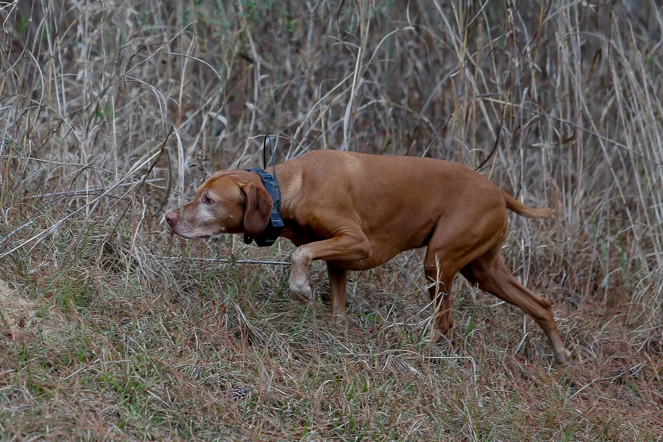 26.0103.Hunt-012 copy.jpg