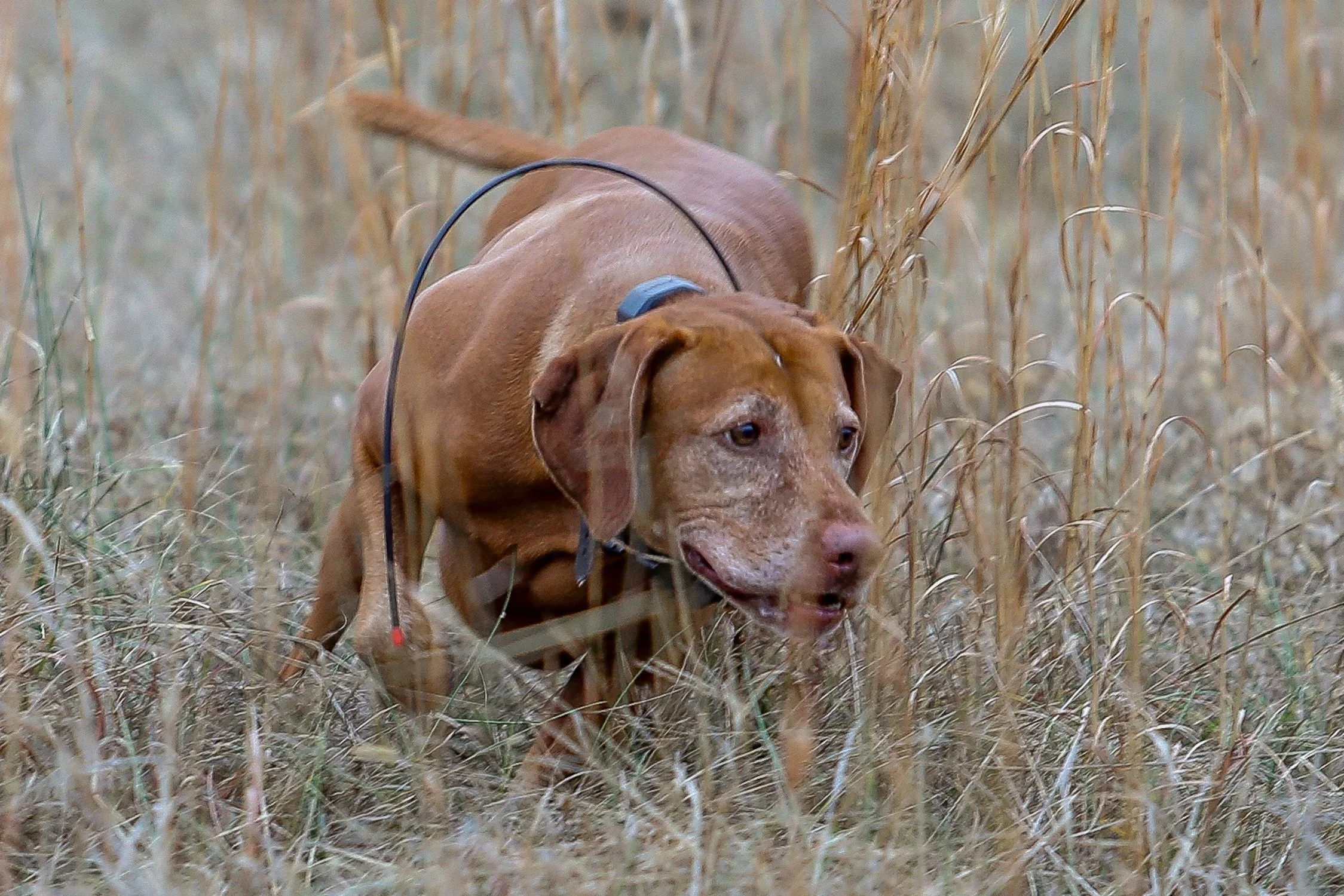 Chapmanesque—On the Hunt for Memories