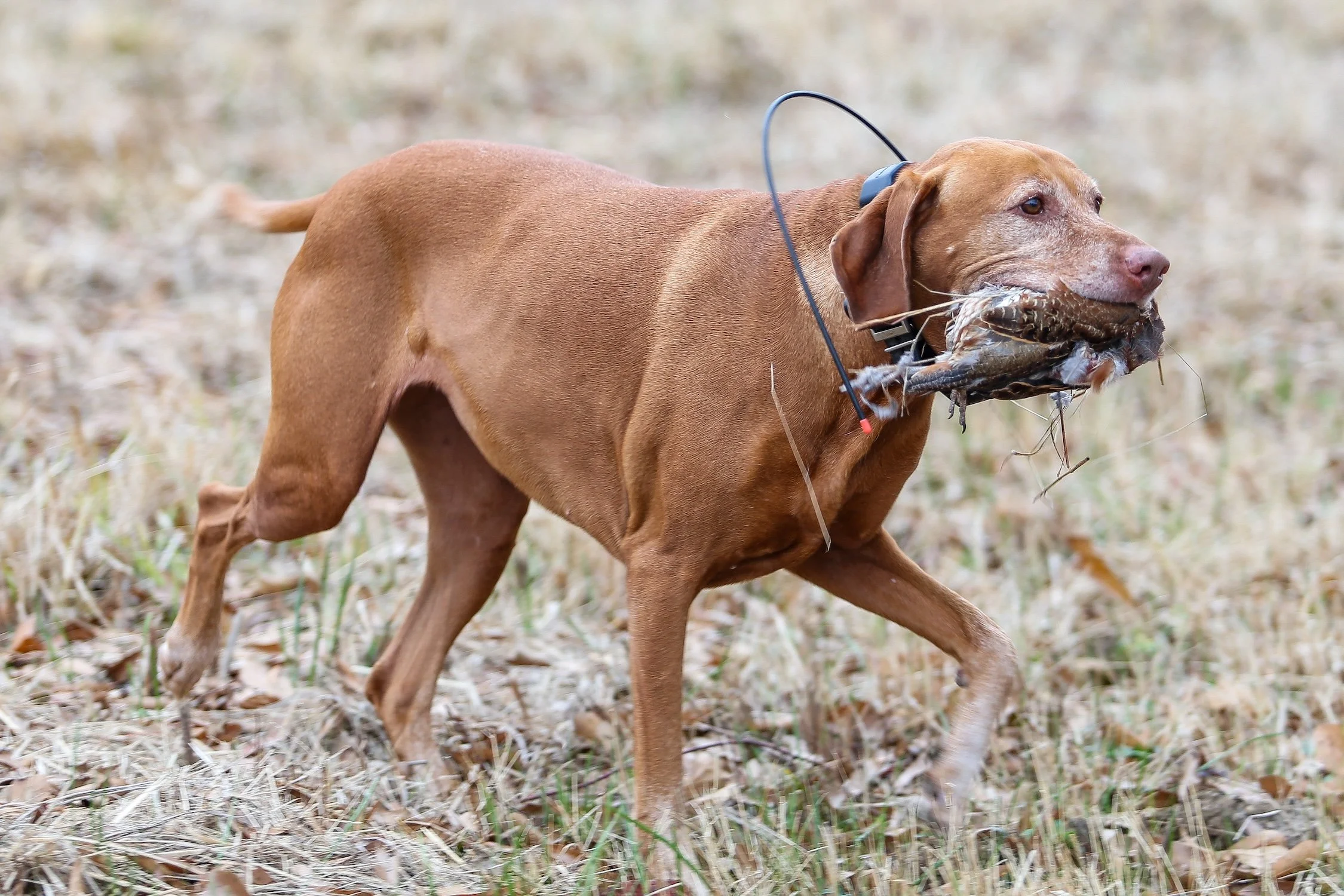 26.0103.Hunt-053 copy.jpg