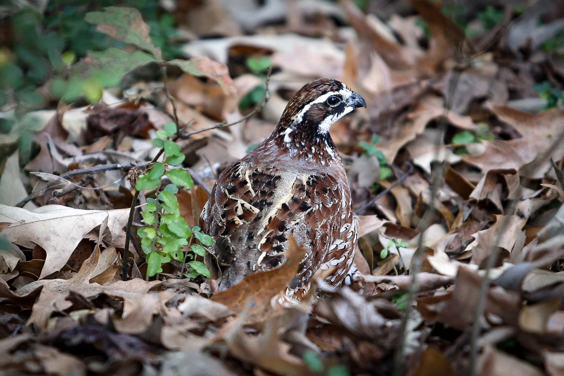 26.0103.Hunt-080 copy.jpg