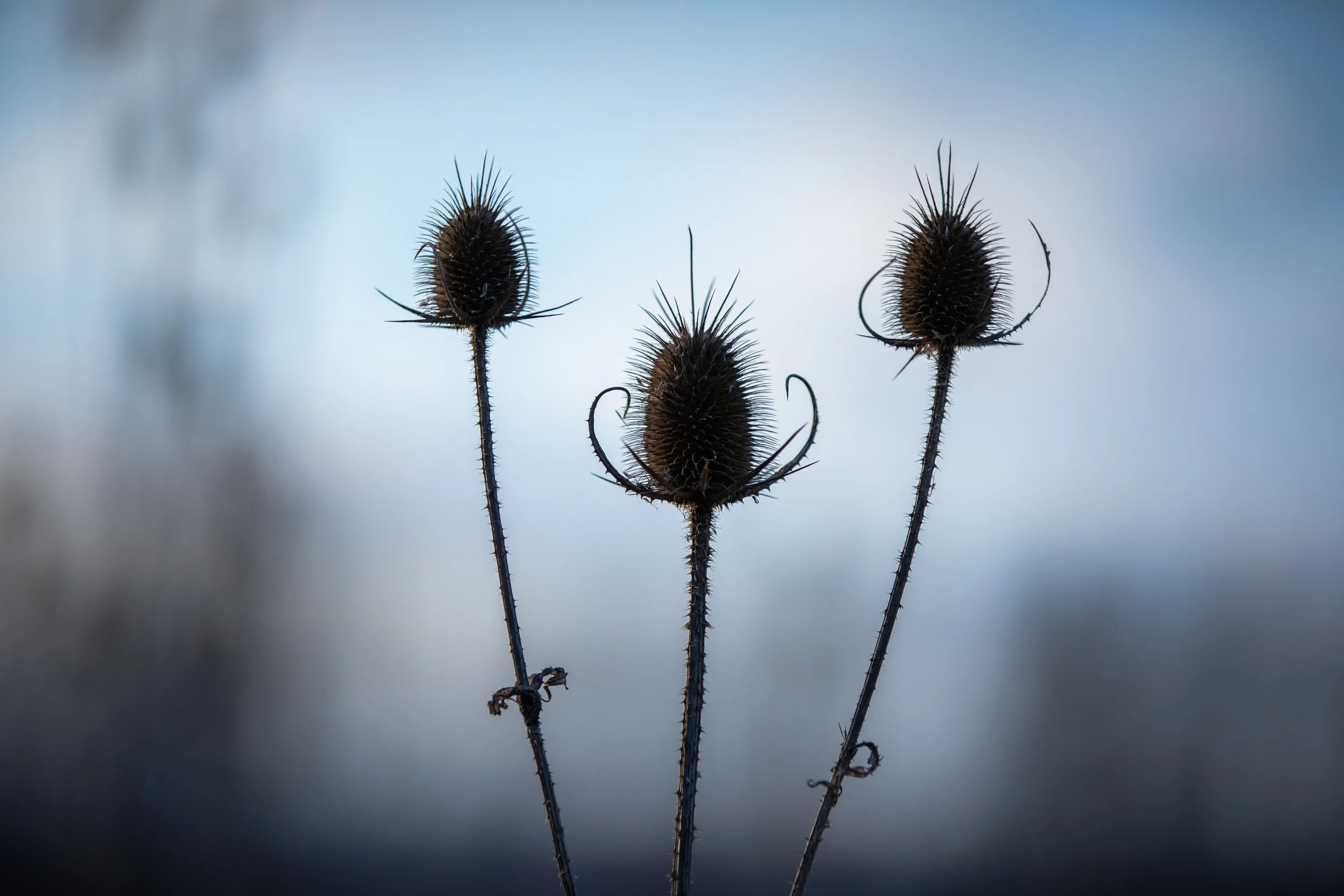 Thistle.