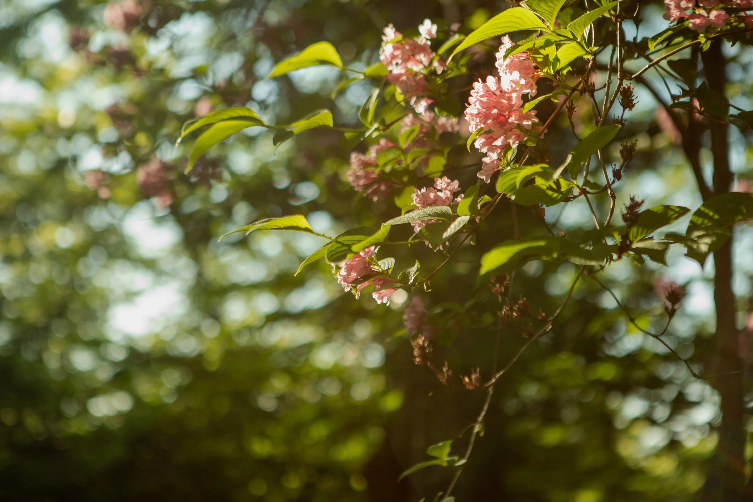 Sun-drenched Japanese blossoms.