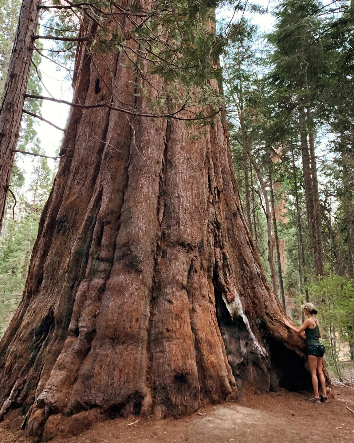 Sequoia.JPG