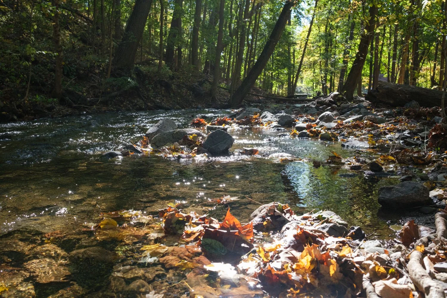 DSCF0531.jpg