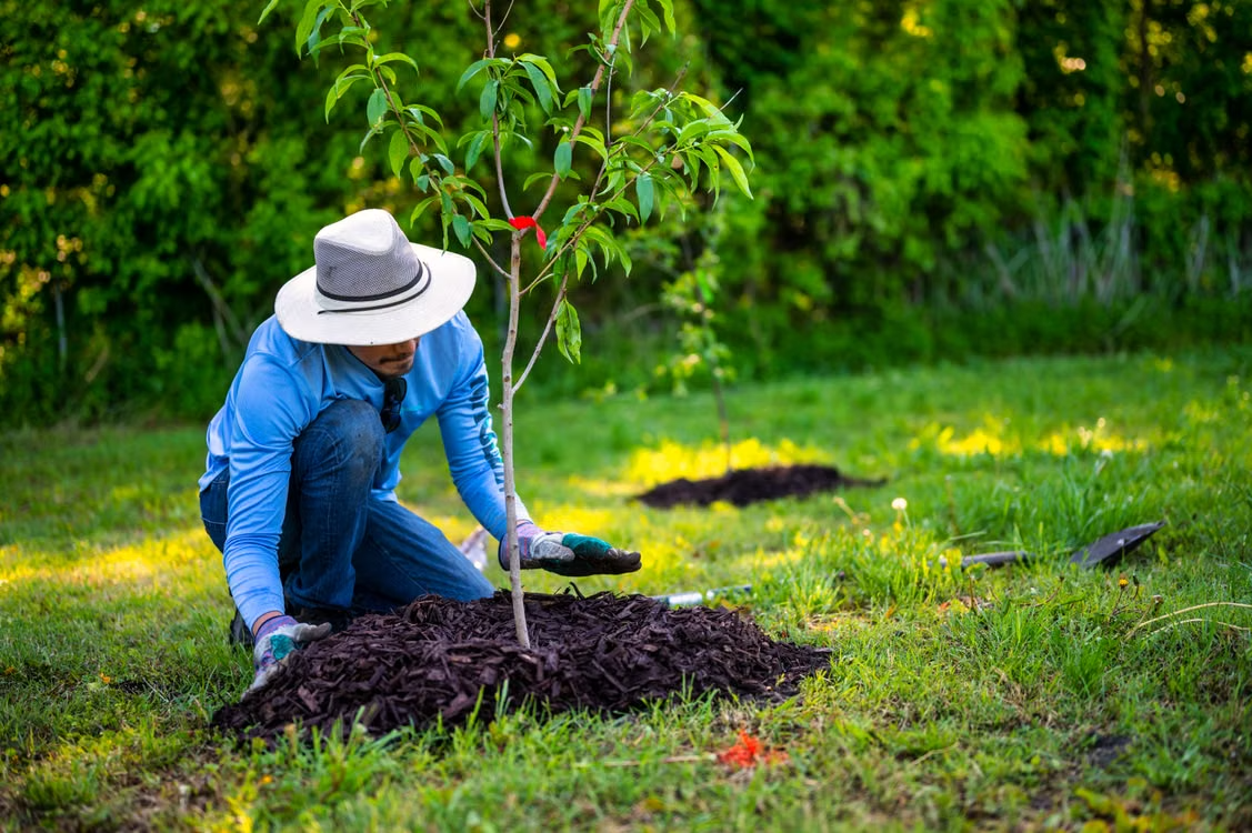 What Makes Hiring a Professional Mulching Company Worth Every Penny?