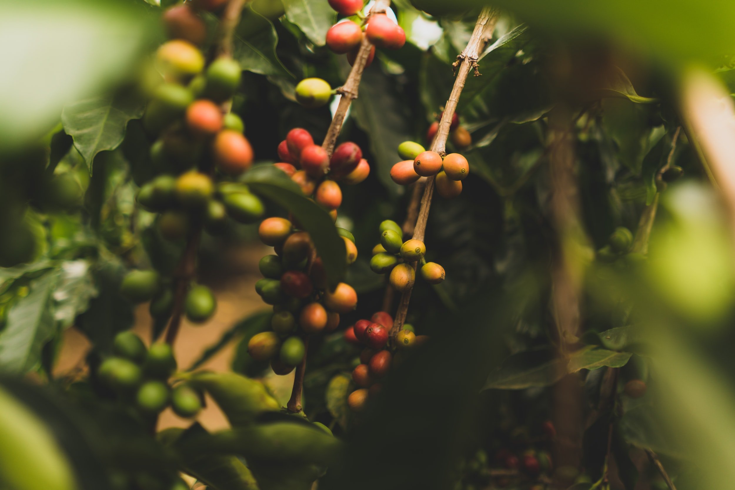 How To Make The Healthiest Cup Of Coffee — MindBodyDad