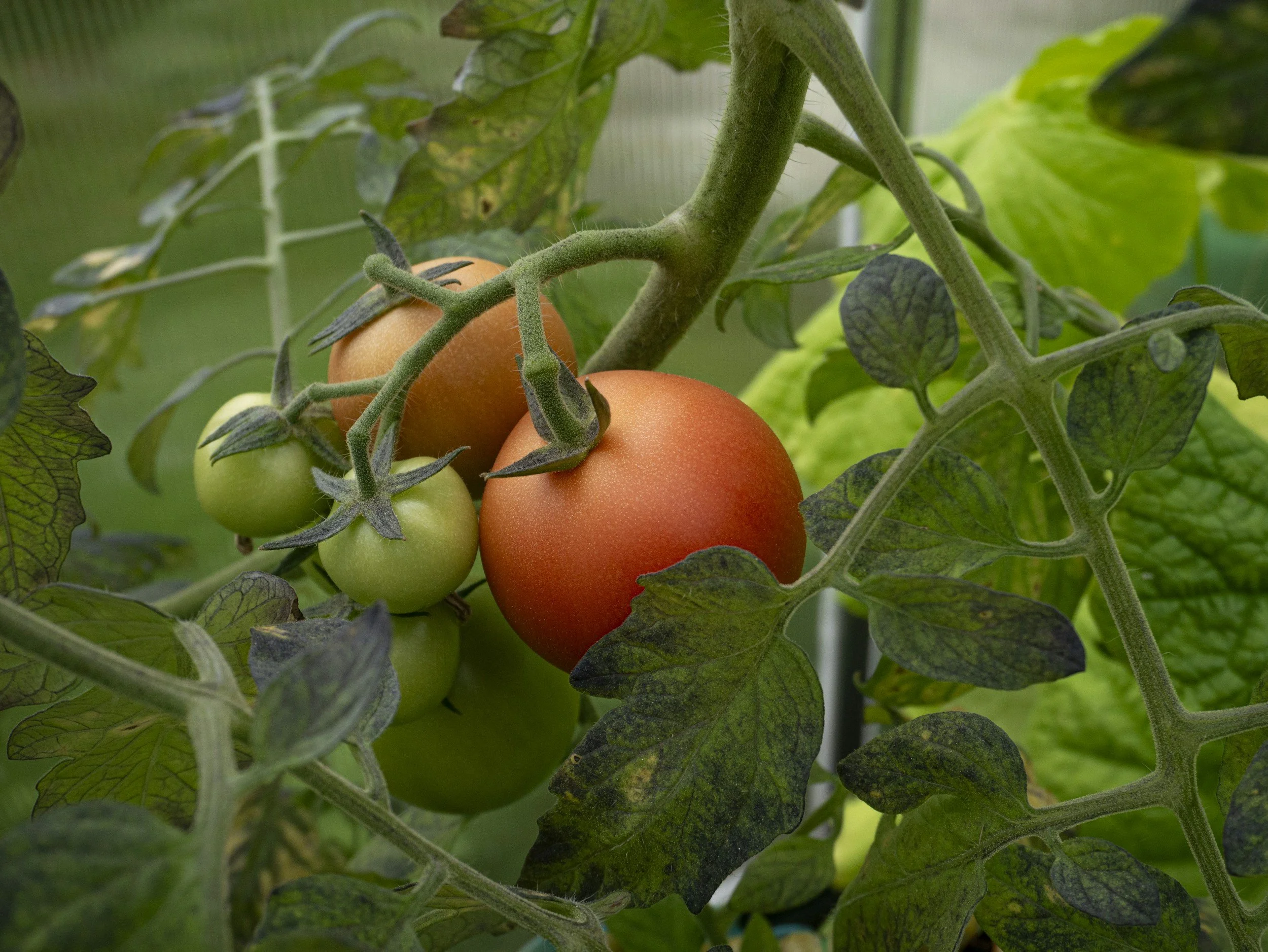 How To Get Started With Growing Your Own Vegetables