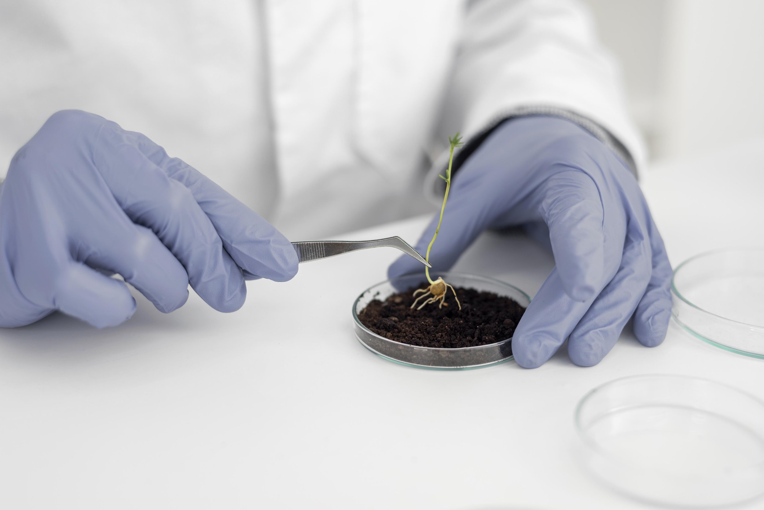 Top 6 Benefits Of Using Tissue Culture Over Traditional Seed Propagation