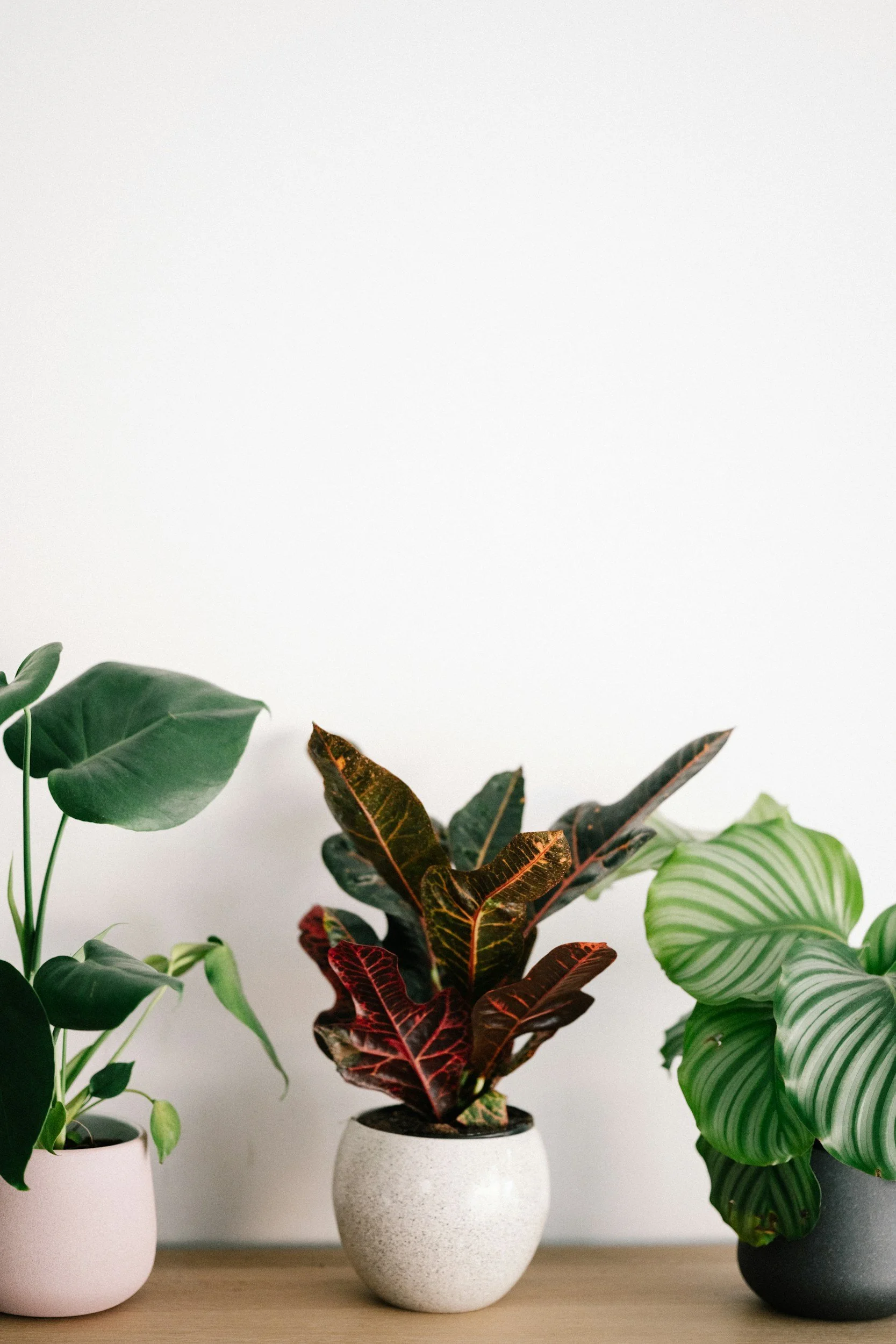 What Houseplants Actually Do for a Dad's Well-Being (and What They Don't)