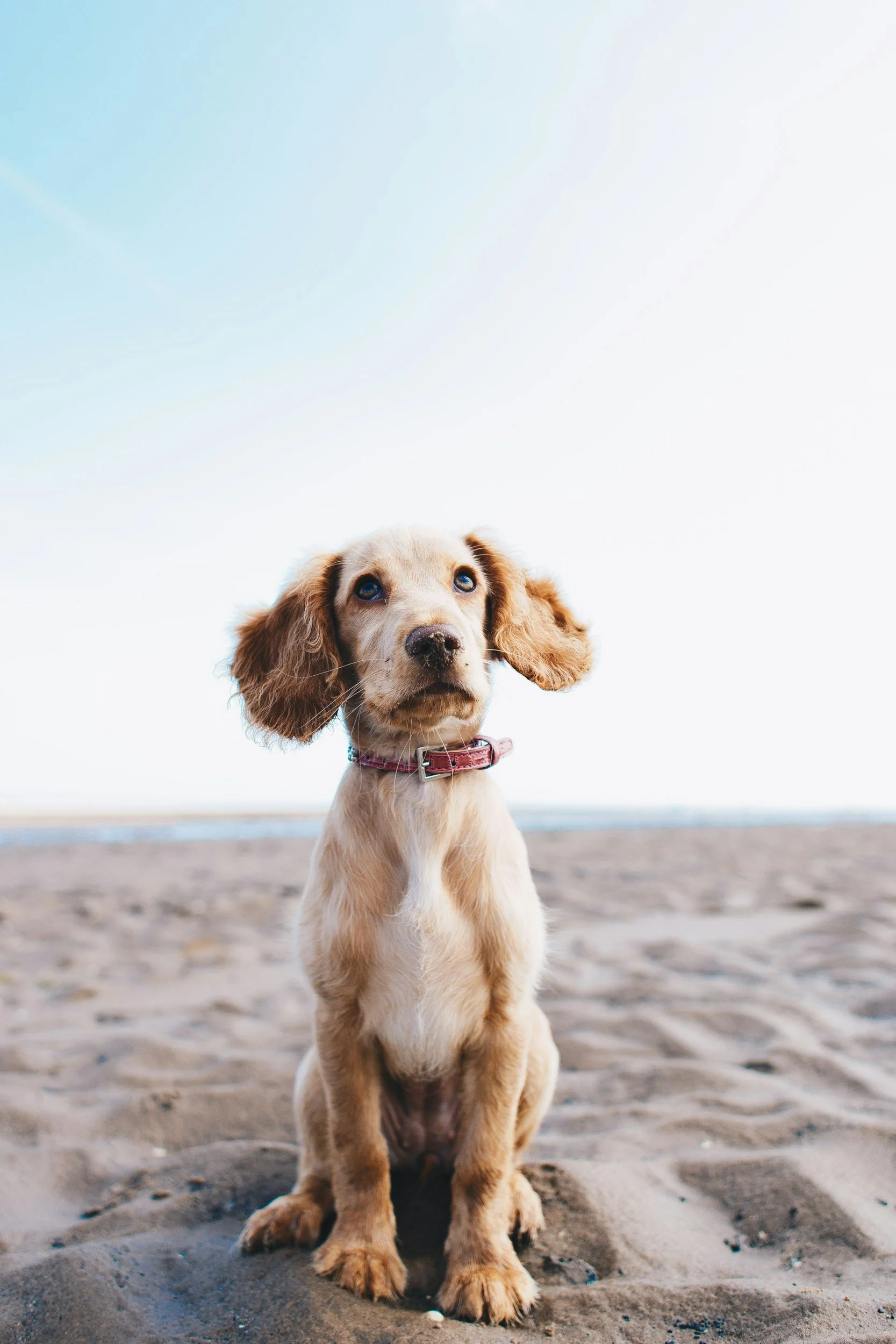 Why Every Pet Parent Should Know About Red Light Therapy for Dogs