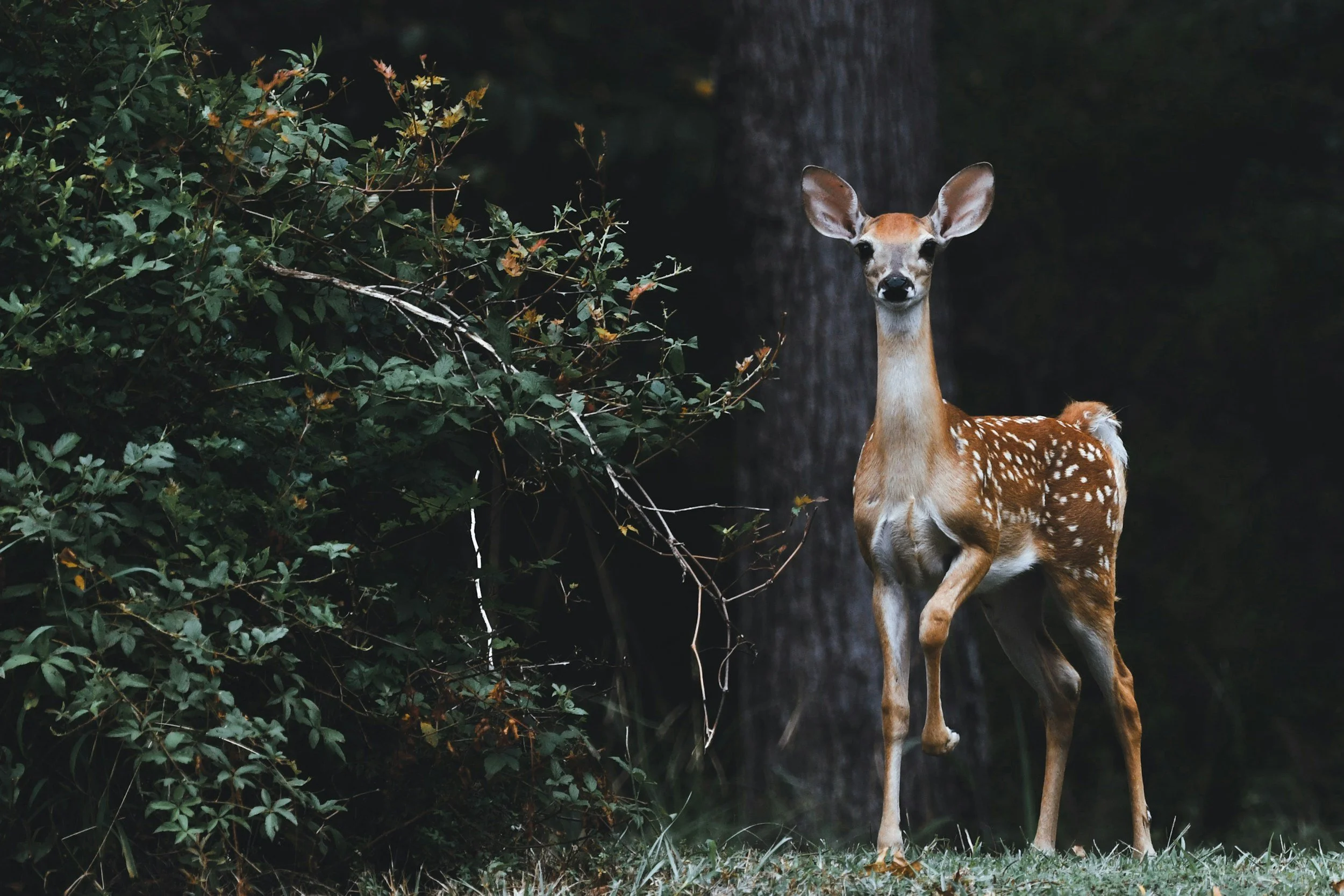 How Implementing Nj Deer Control Methods Protects Your Garden Plants