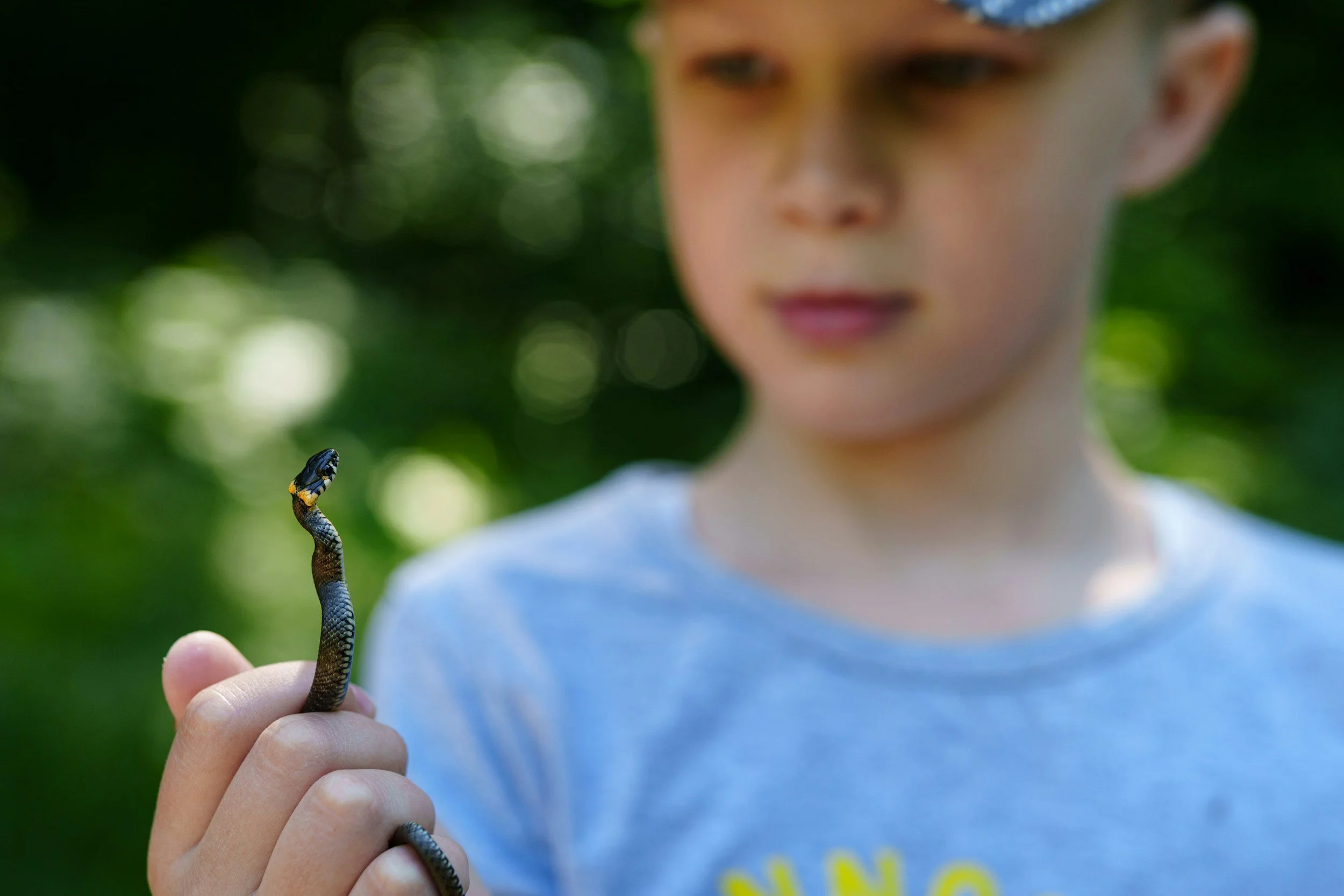 Your Kid Wants to Hold a Snake. Here Is What to Check First.