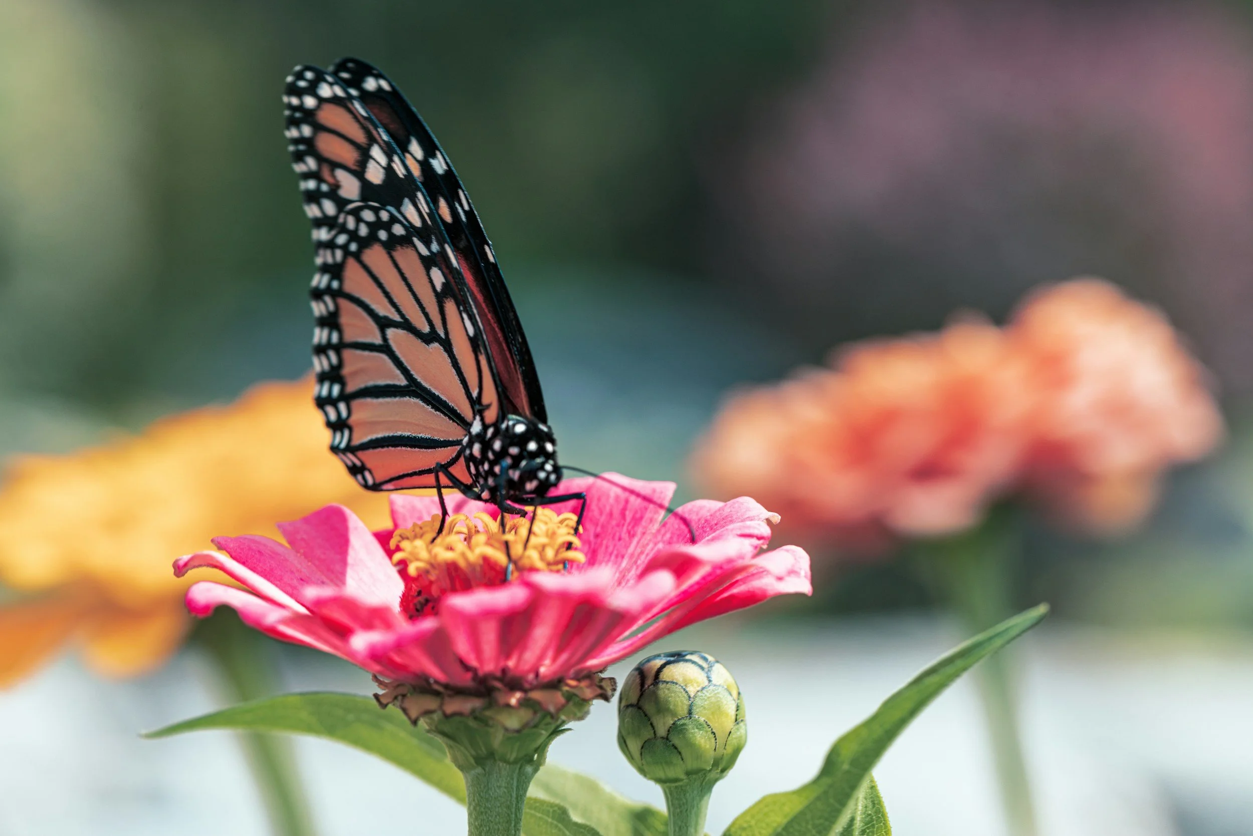 How to Build a Pollinator Garden With Kids