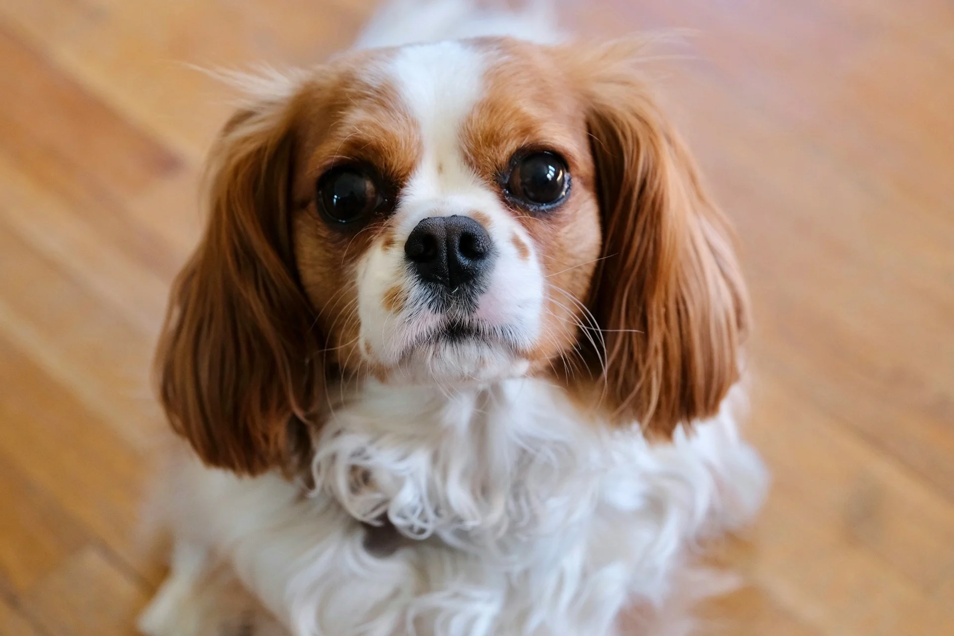 Small Dog Breeds That Are Great With Kids: A Dad's Guide to Choosing a Family Companion