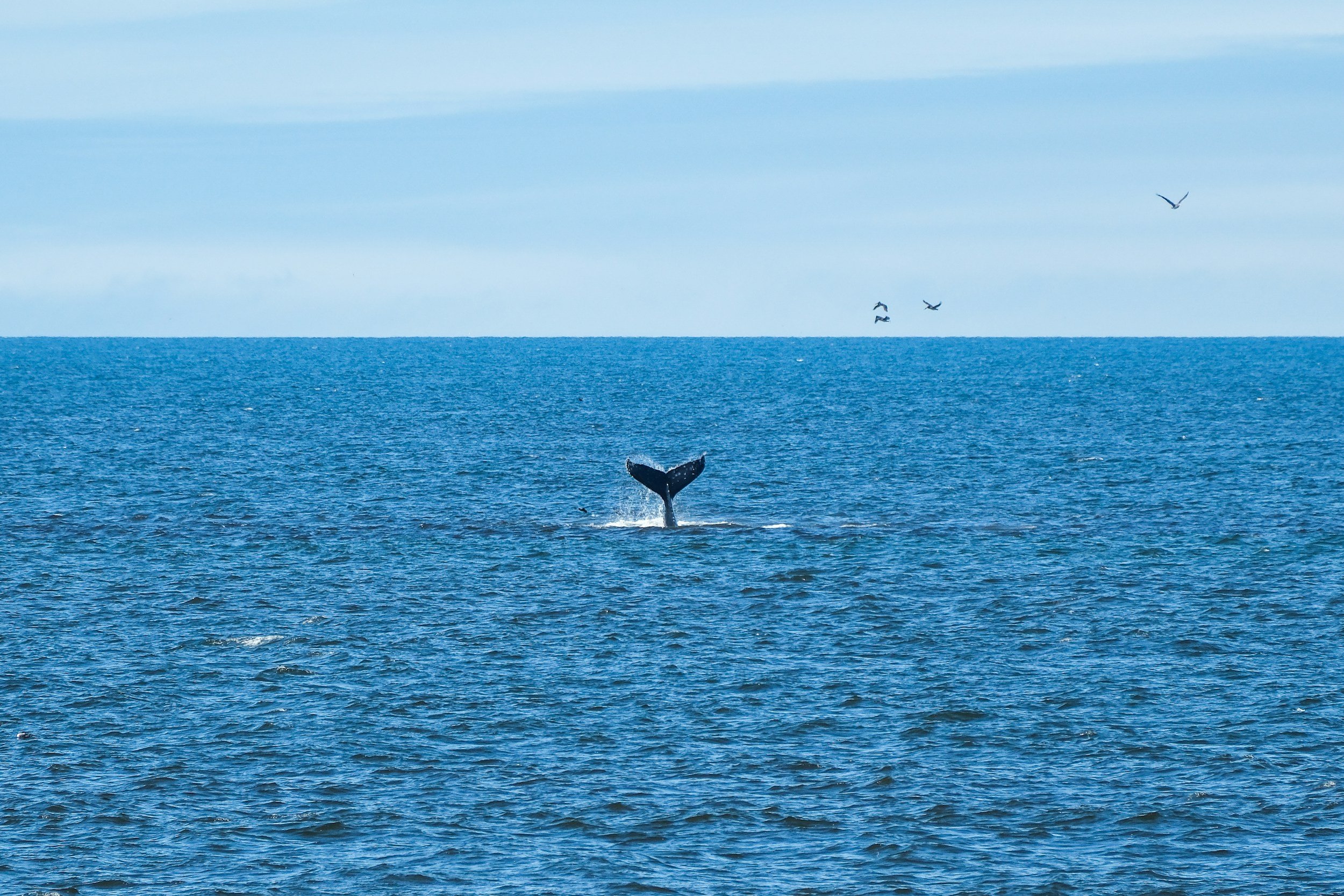 What Whales Live Off Southern California’s Coast?