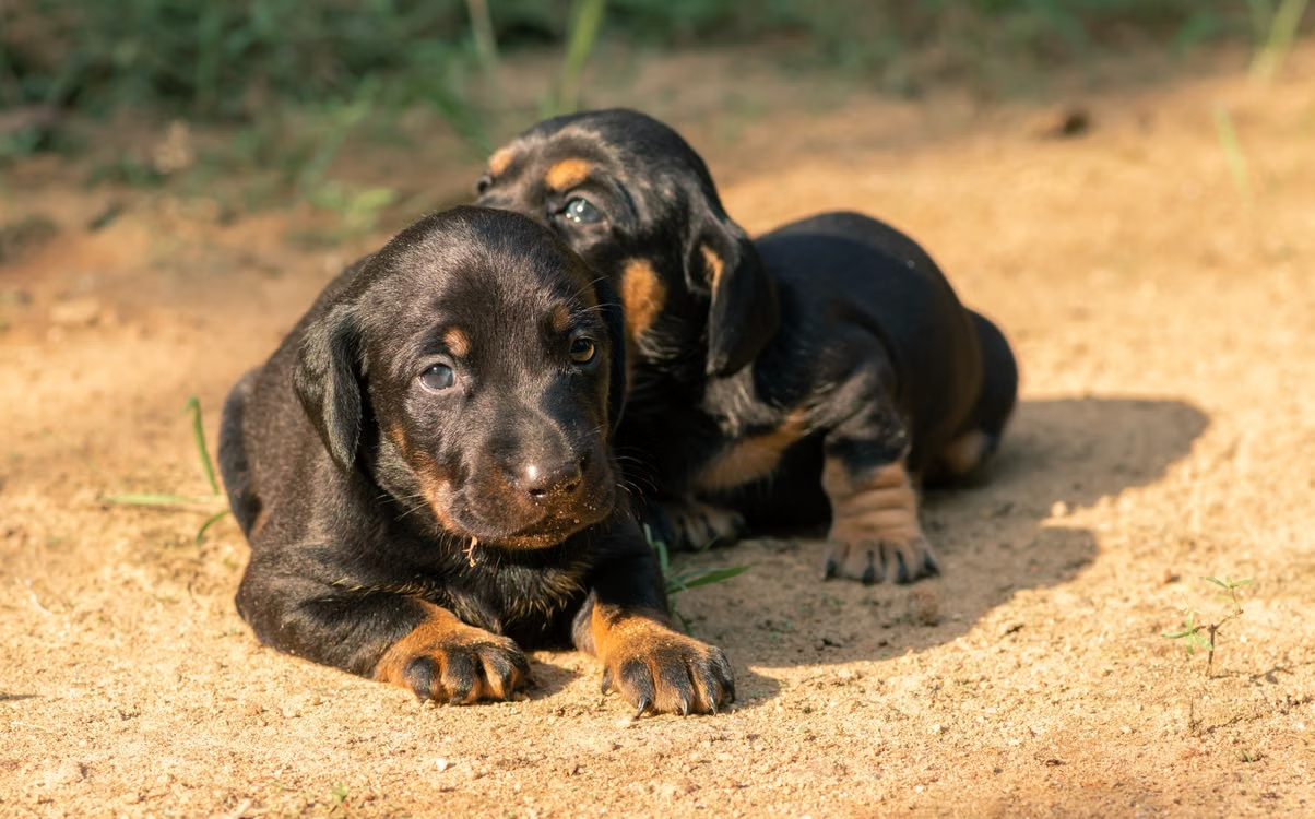 How to Create the Perfect Puppy-Friendly Home Environment