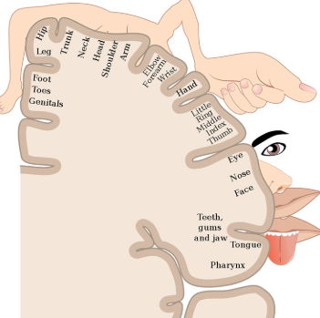 homonculus picture for brain games
