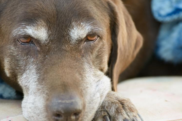 What Fresh, Organic Dog Food Does for Your Senior Dog's Health