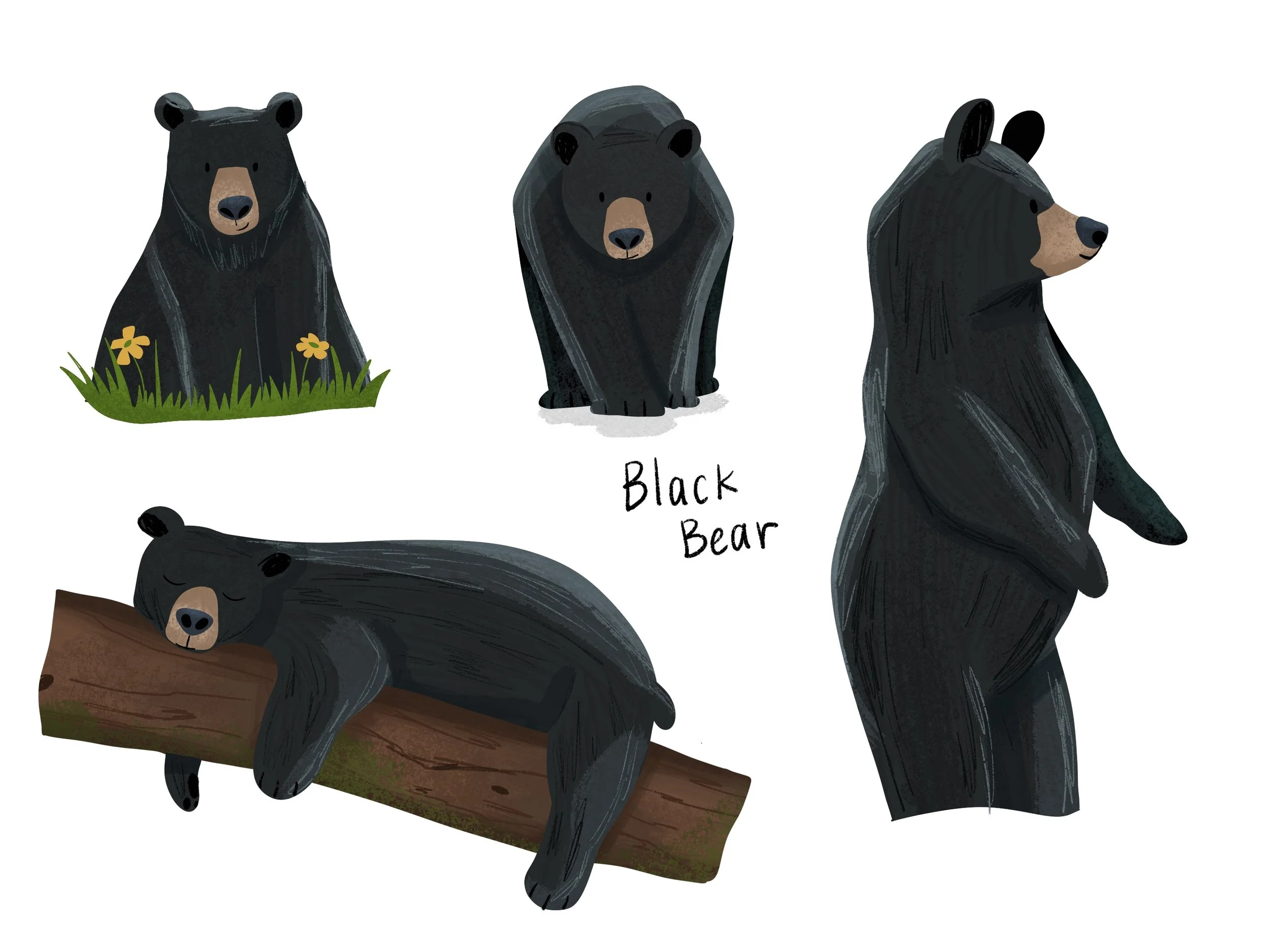 Black_Bear.jpg