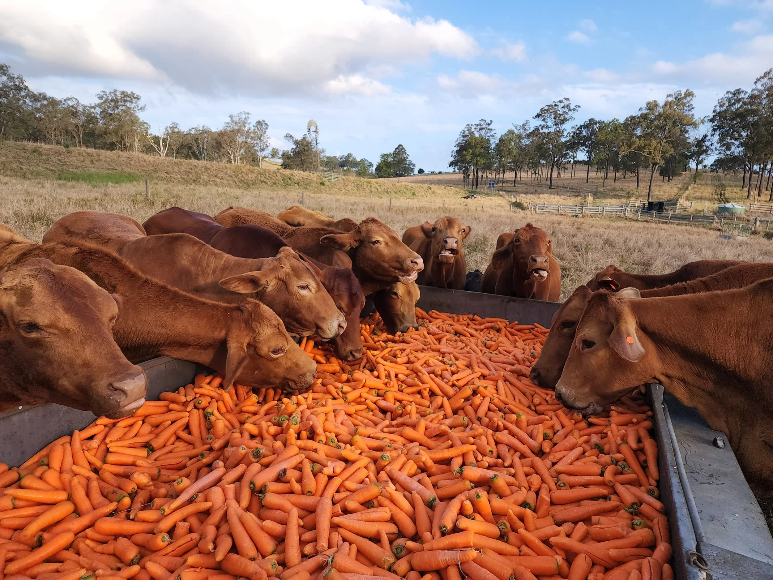 About 3 — Rowe's Way Ridge