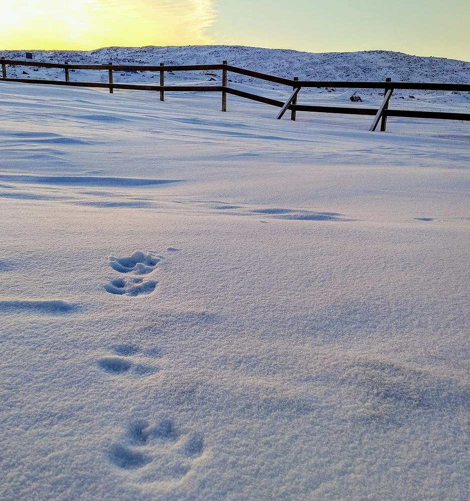 The Loss of My Children