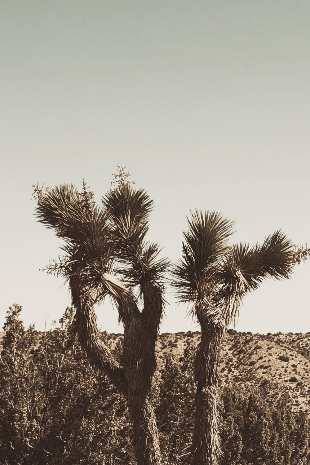 Desert Landscapes for Fashion Photography - Los Angeles