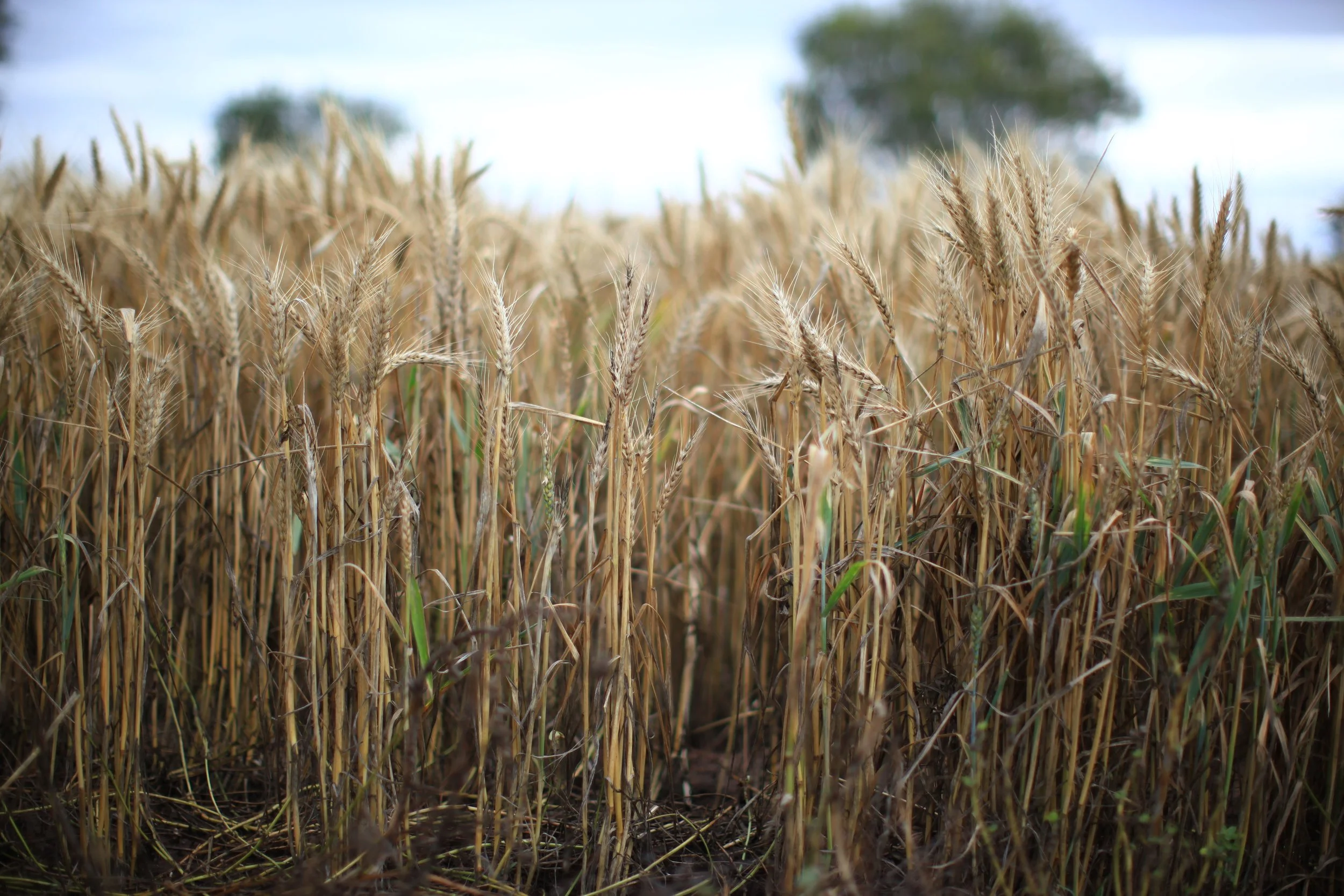 The Westpac Work-From-Home Case: What It Means For Businesses And Their Team
