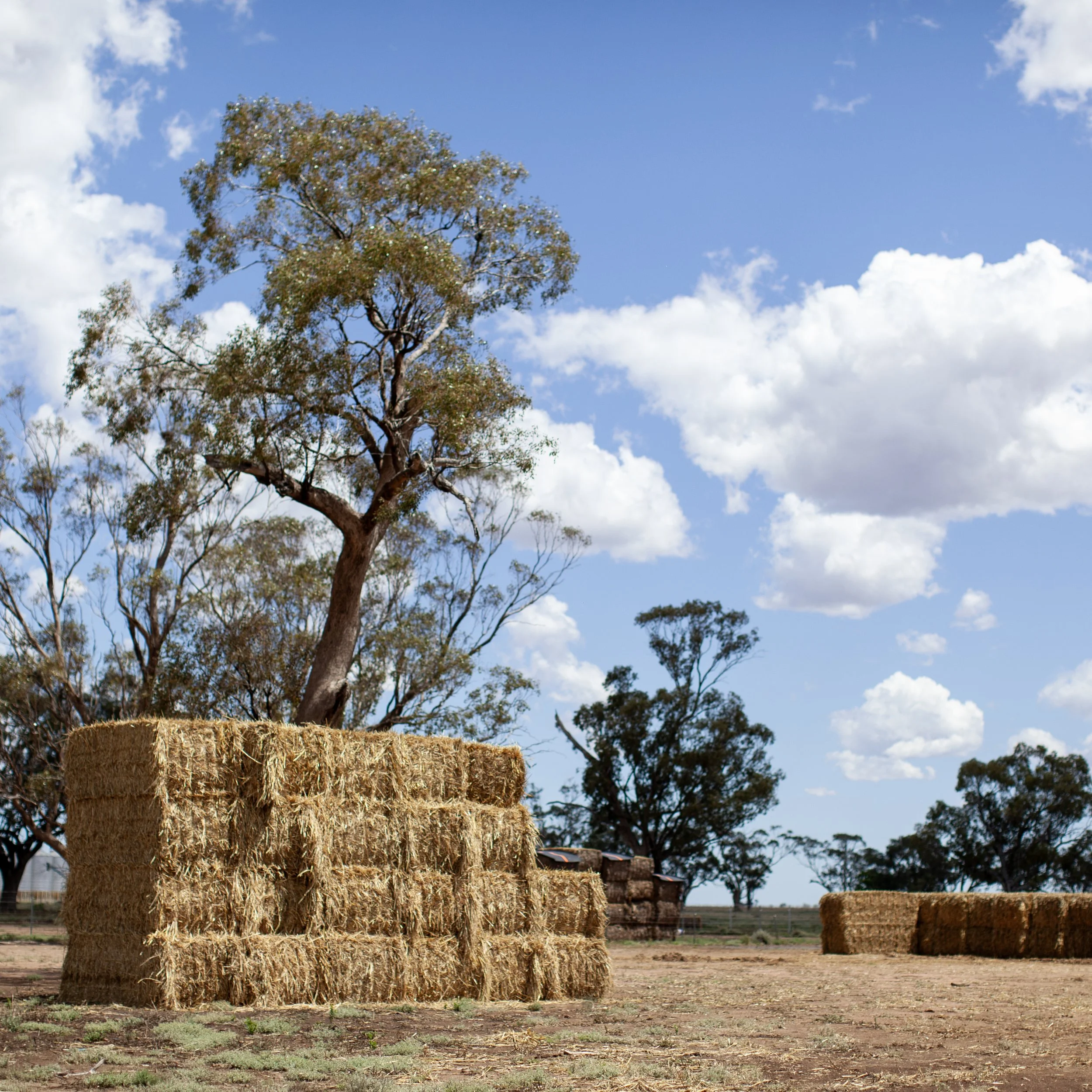 FBT and Christmas Parties: What Businesses Need to Know This Festive Season