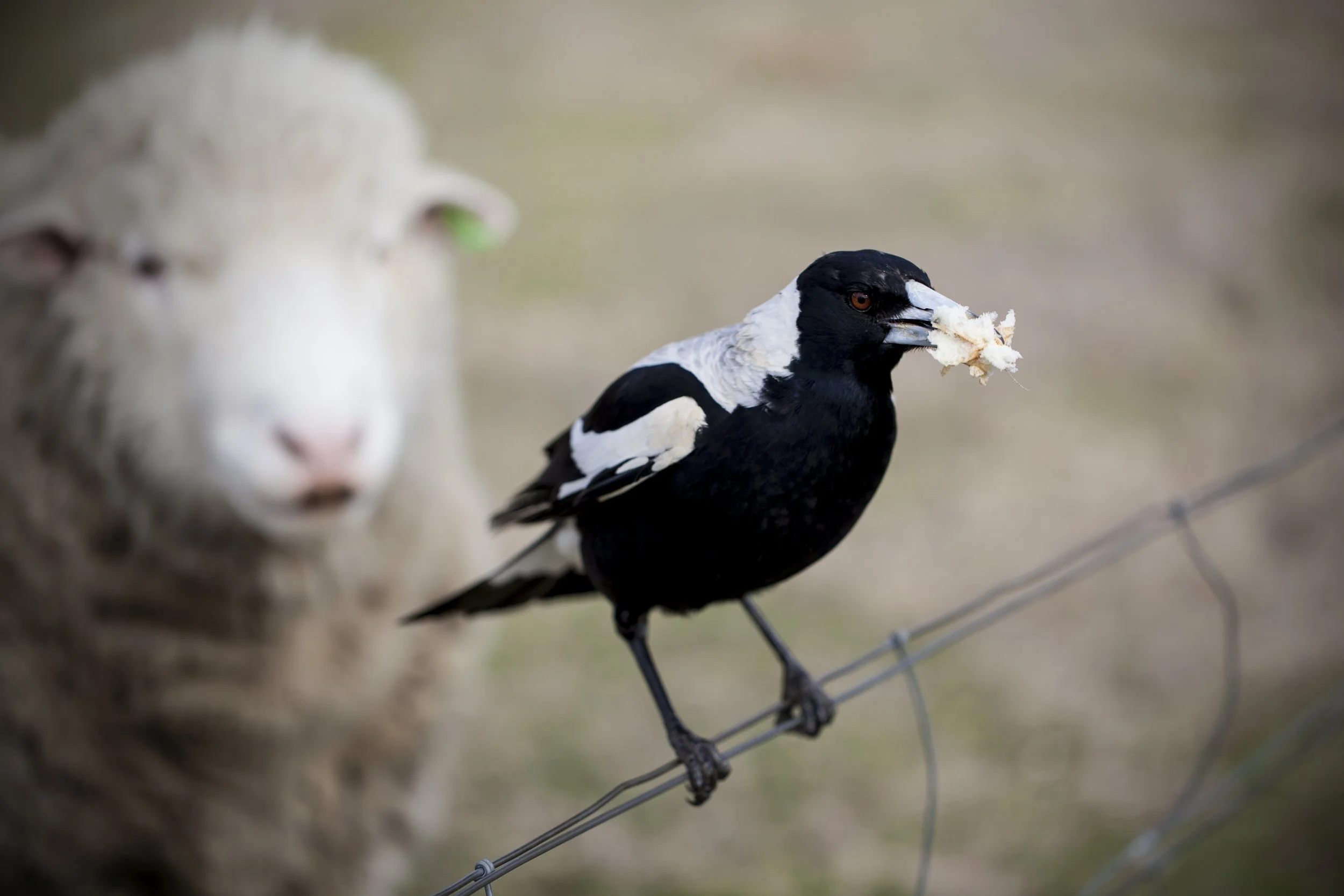 Can You Access Income Protection Through Superannuation?