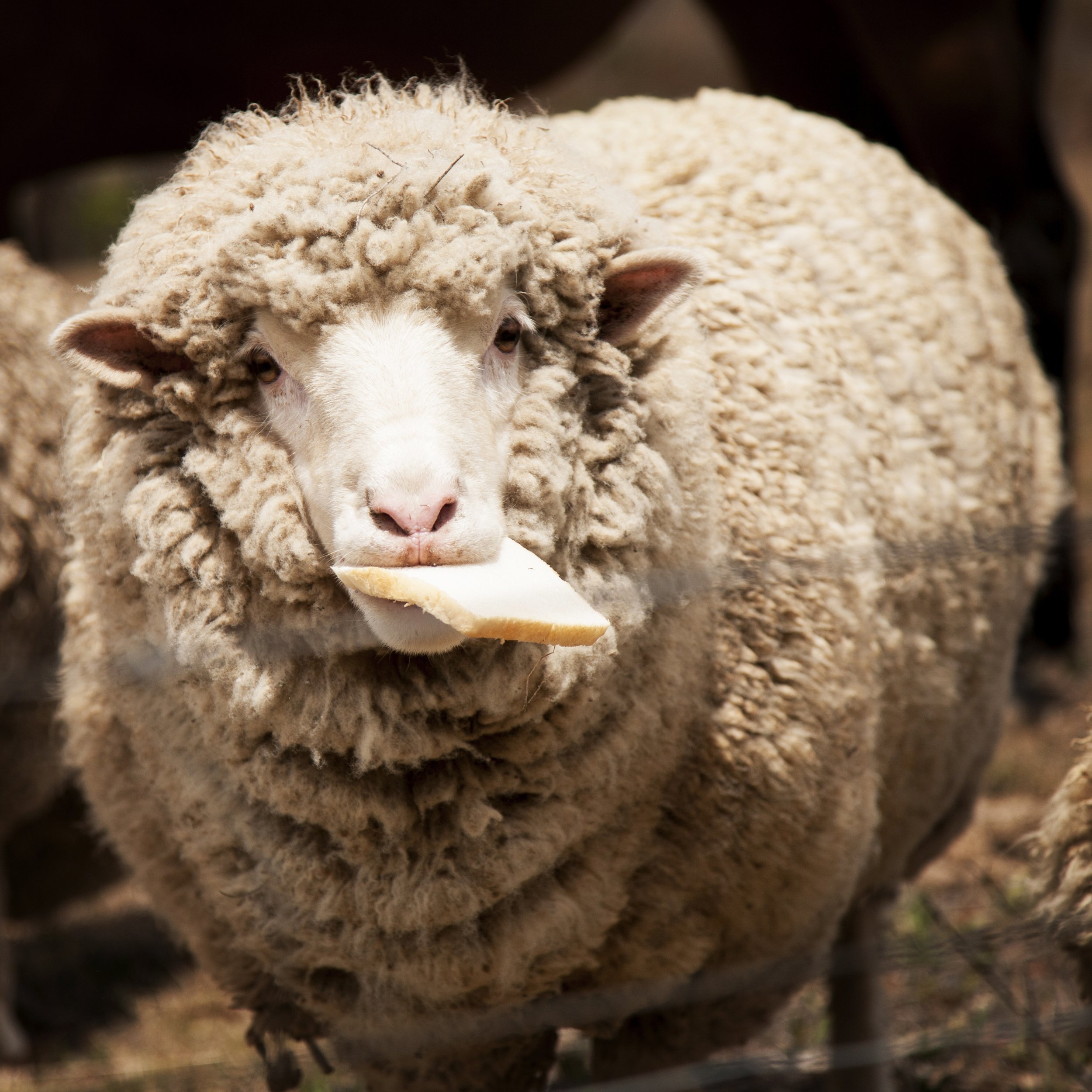 What Does It Mean For A Business To Be A Going Concern