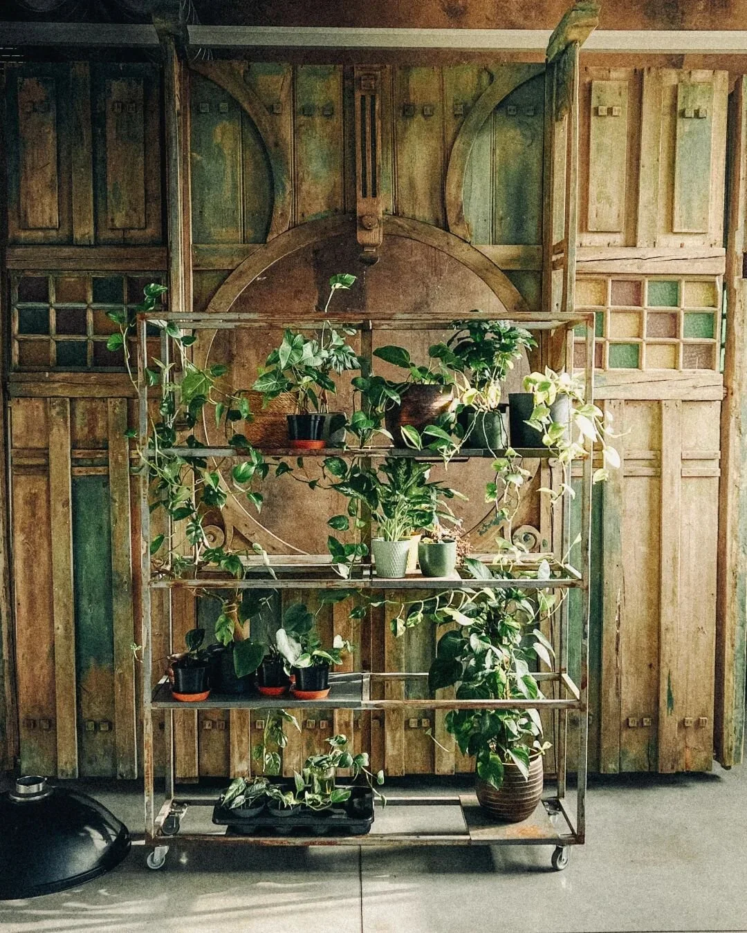 Rostou jako z vody! 😁🌱🪴🌿 Fotostudio ZERO na Praze 9. 📷🎬🔥 D&iacute;ky za foto @mikolasbilek 💪