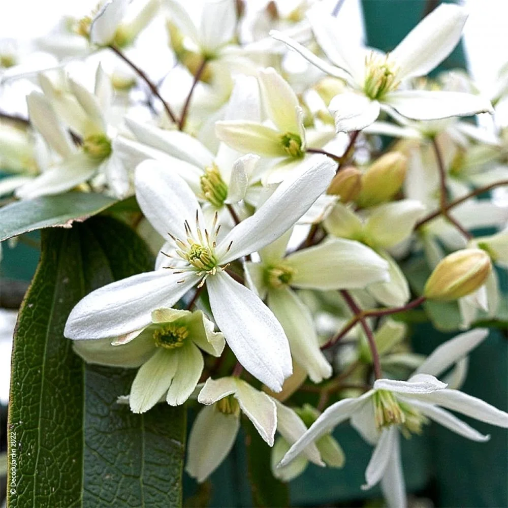 clematite-d-armand.jpg