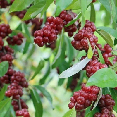 Chalef d'automne "Sweet'n'Tart"