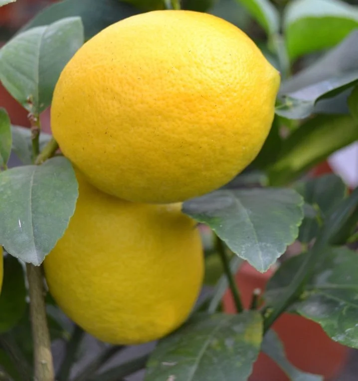 Citronnier "Meyer"