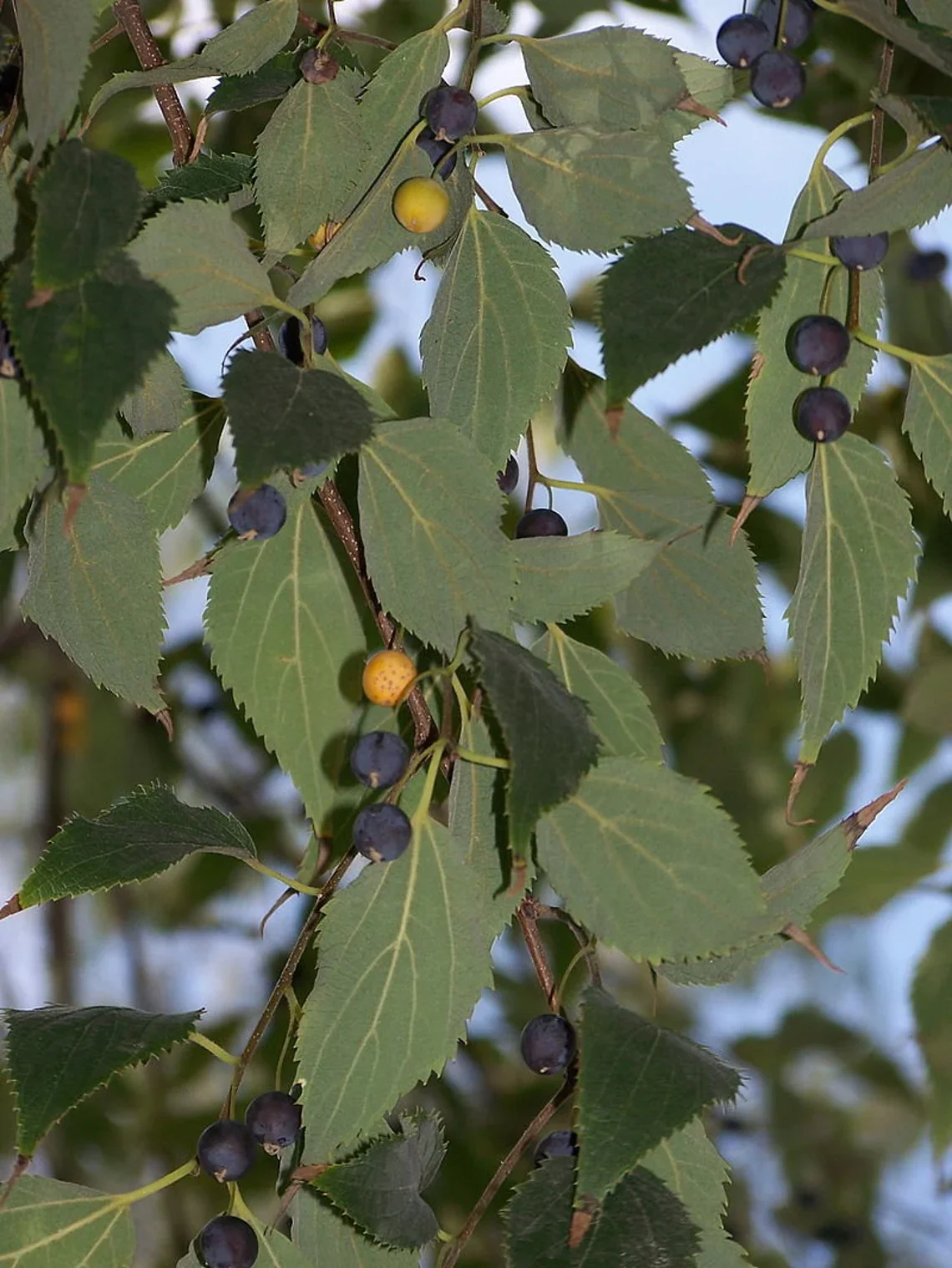Micocoulier de Provence - Arbre aux feuilles d'ortie