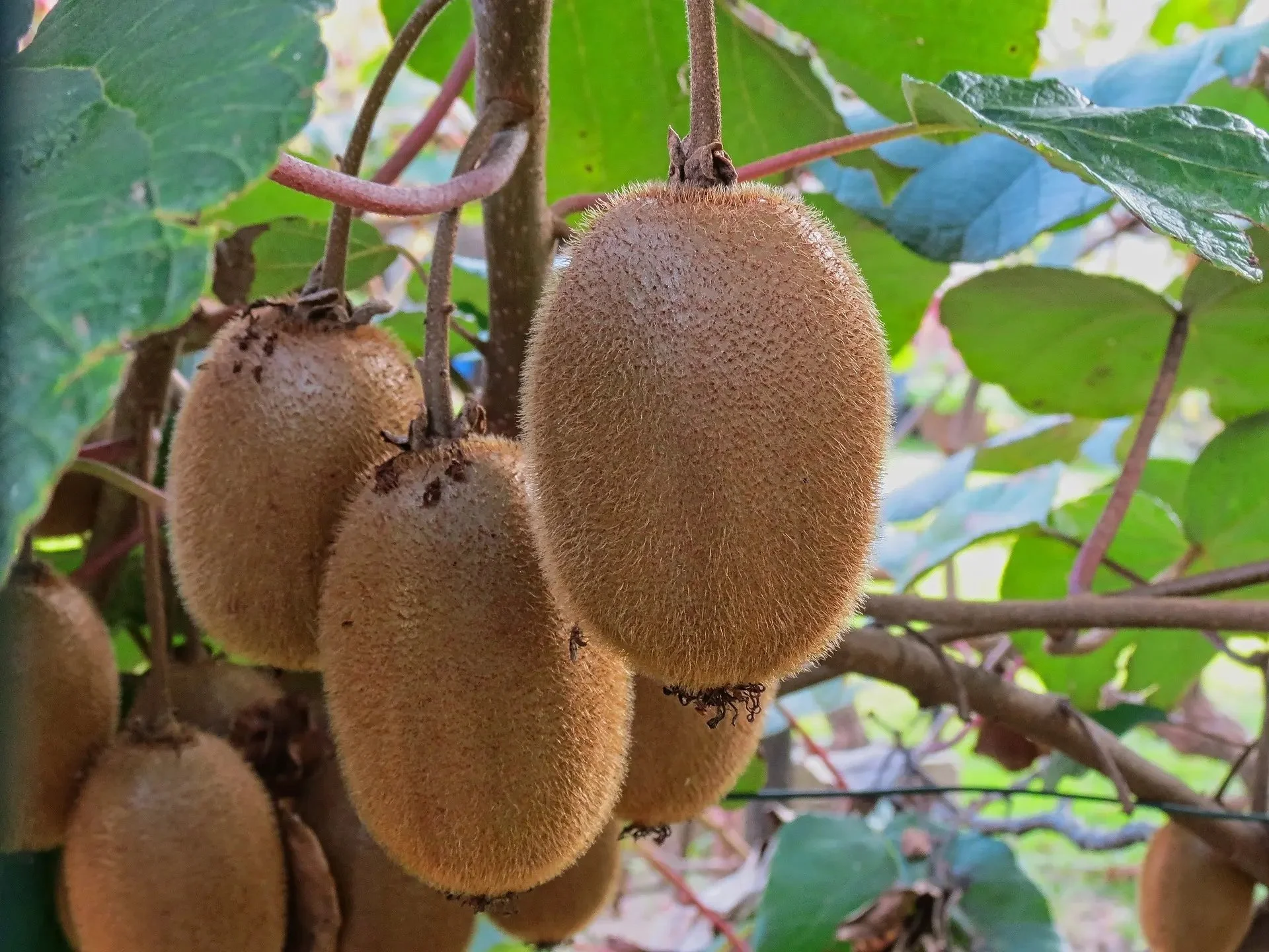 4a Kiwi Atlas.jpg