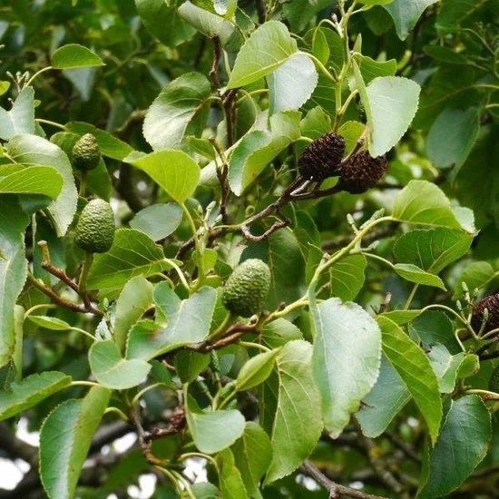 Aulne de Corse - Alnus cordata