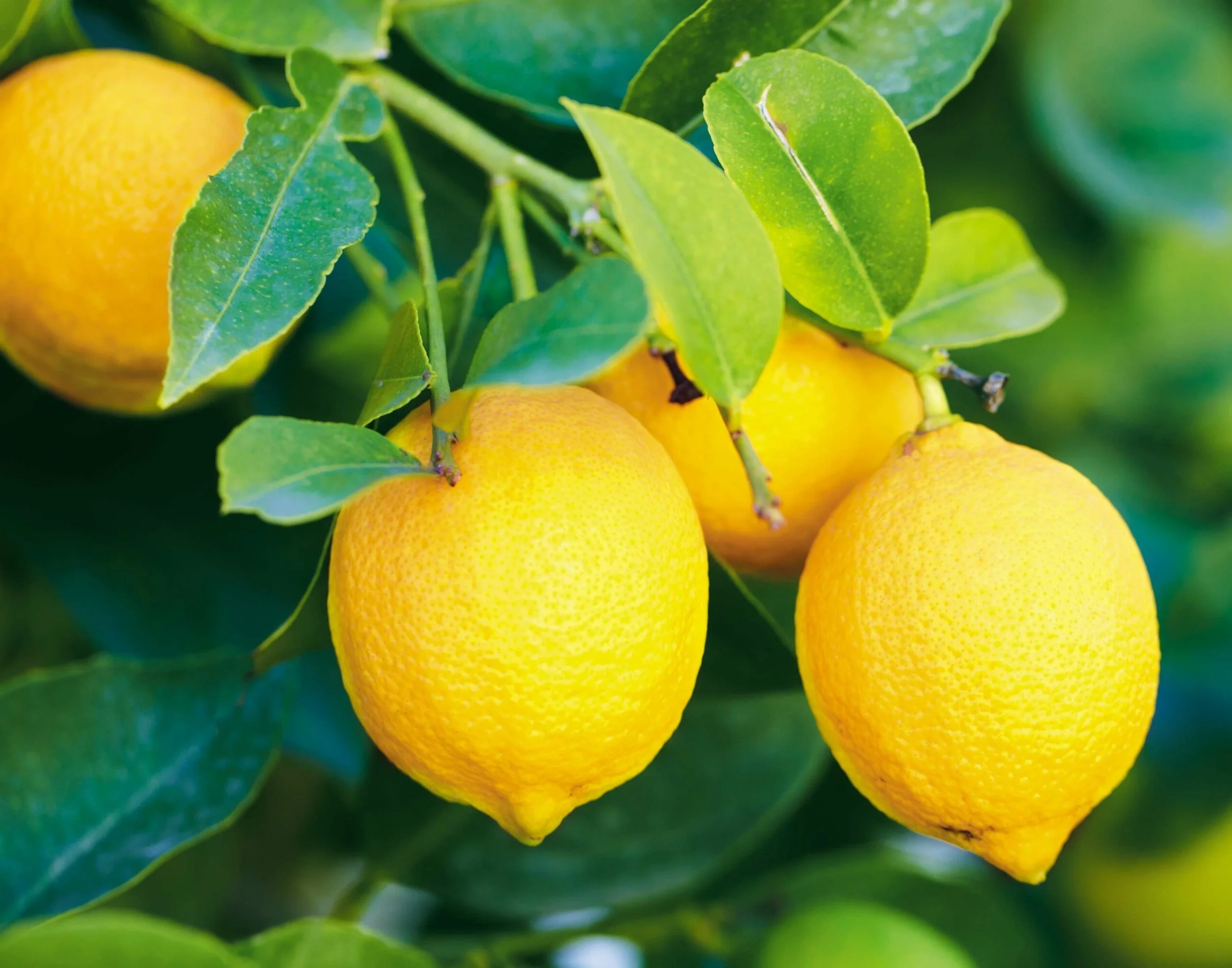 Citronnier "des quatre saisons"