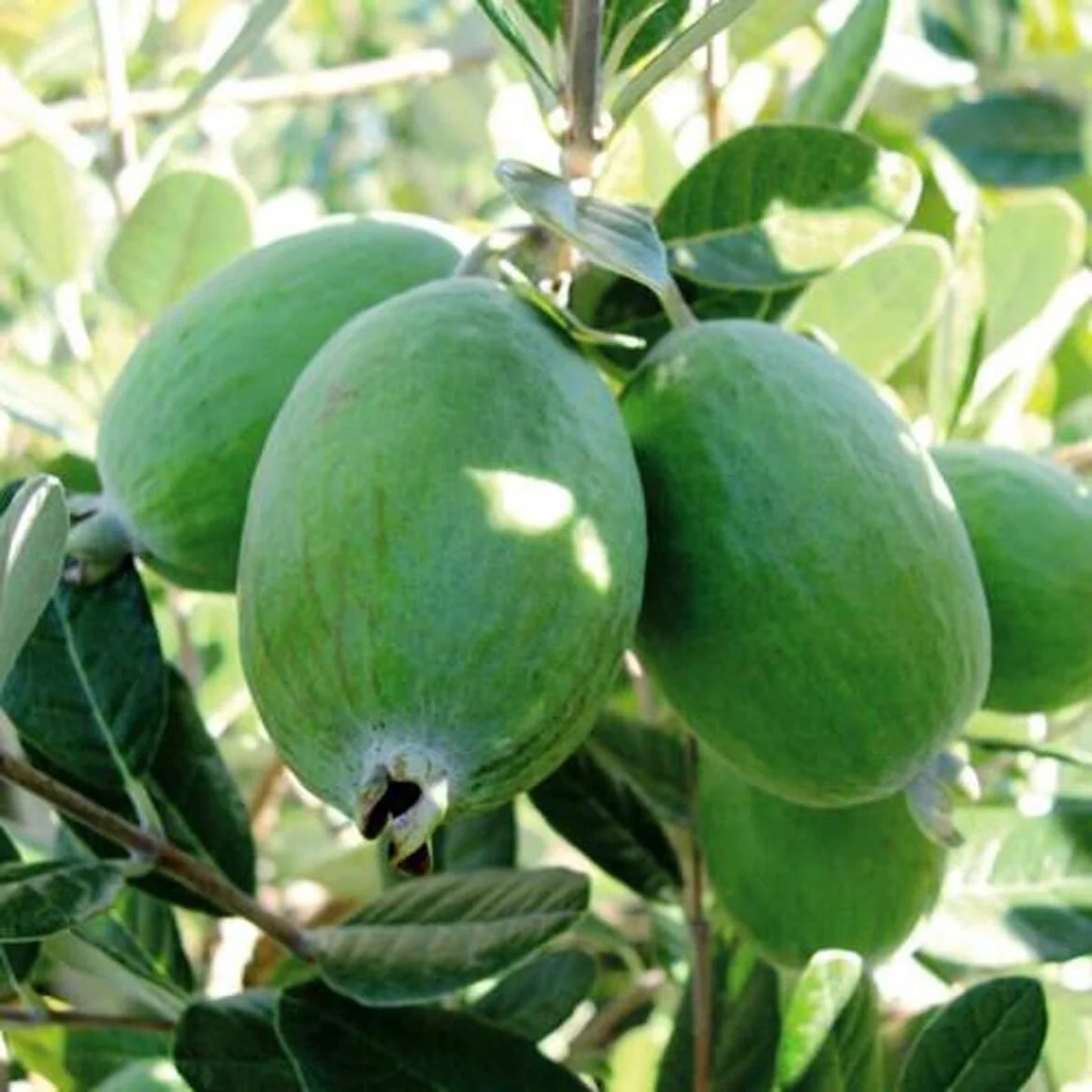 Feijoa "Gemini"