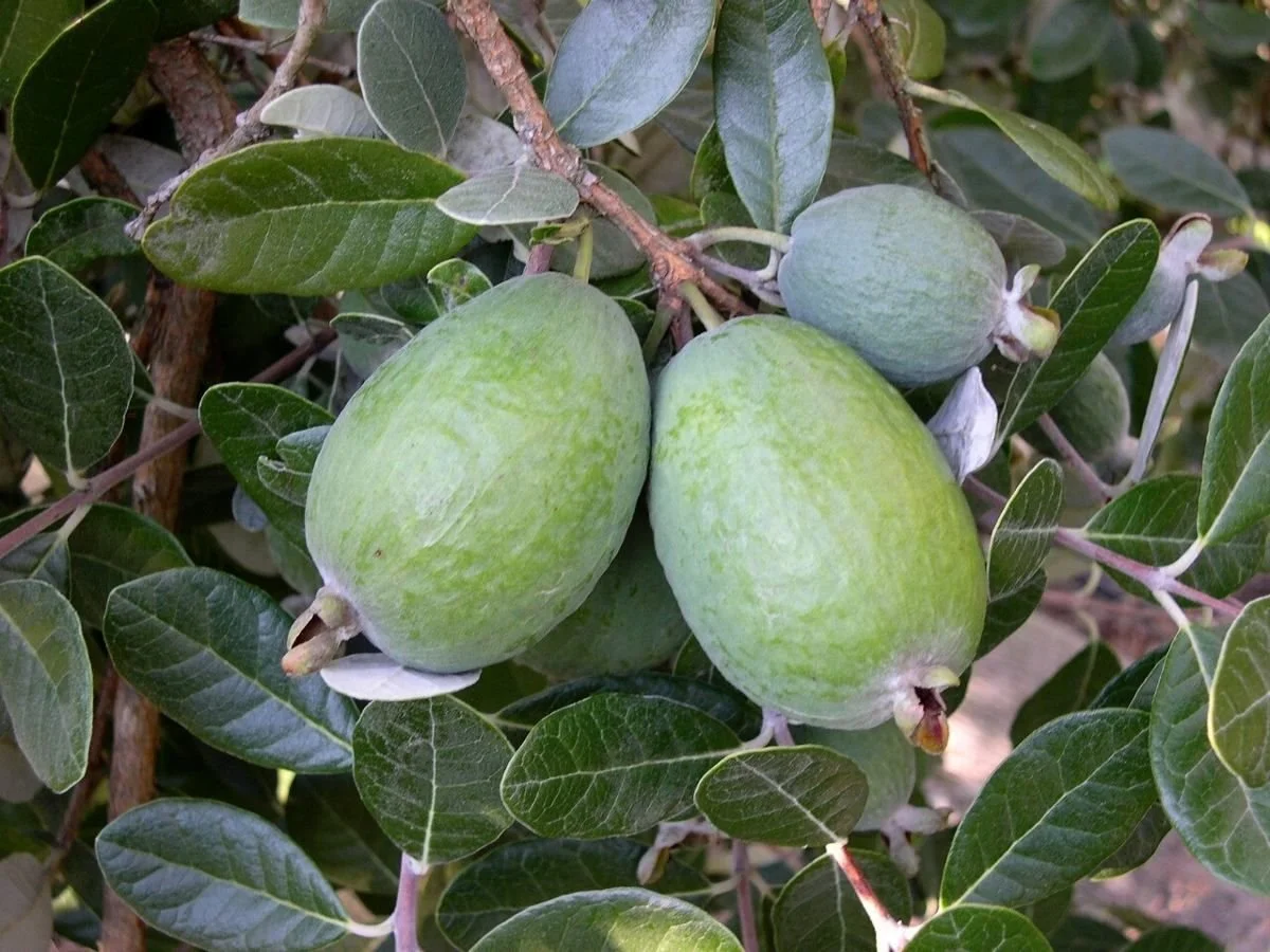 Feijoa "Mammouth"