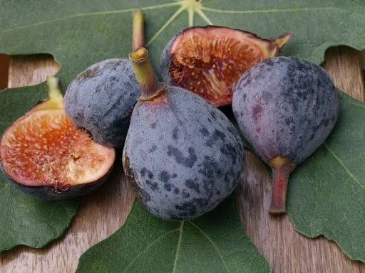 Figuier "Noire de Caromb"