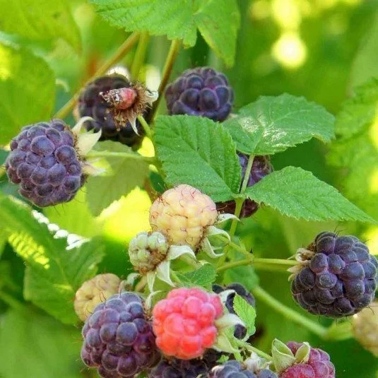 Framboisier "Glen Coe" - Rubus neglectus